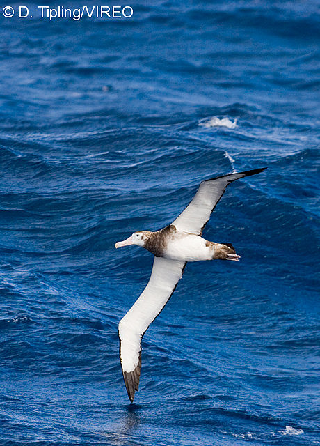 Wandering Albatross t08-14-079.jpg